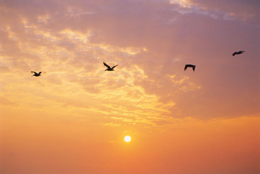 Birds_sunrise