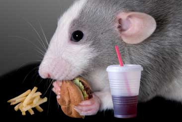 Rat-eating
